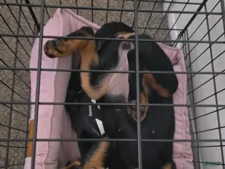 Rottweiler dogs Rottweiler Puppy 1 - Ad 6