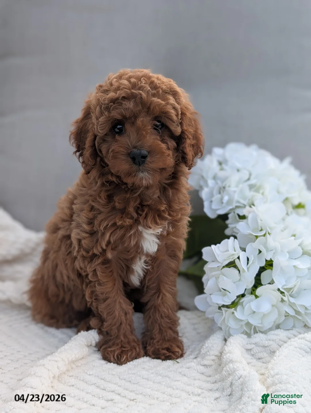 Cavapoo dogs for sale: Abby - Ad 1