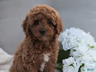 Cavapoo dogs for sale: Abby - Ad 1