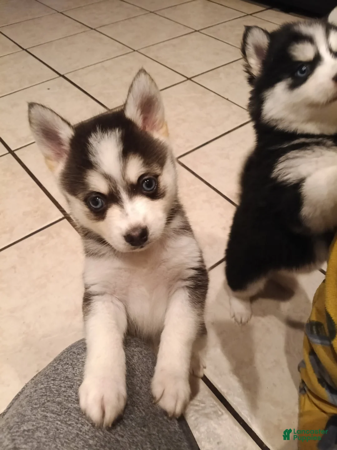 Pomsky dogs for sale: Pomsky Puppy 2 - Ad 2