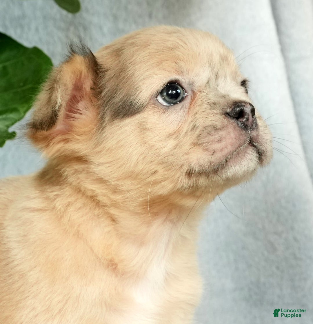 French Bulldog dogs for sale: Avril - Ad 9