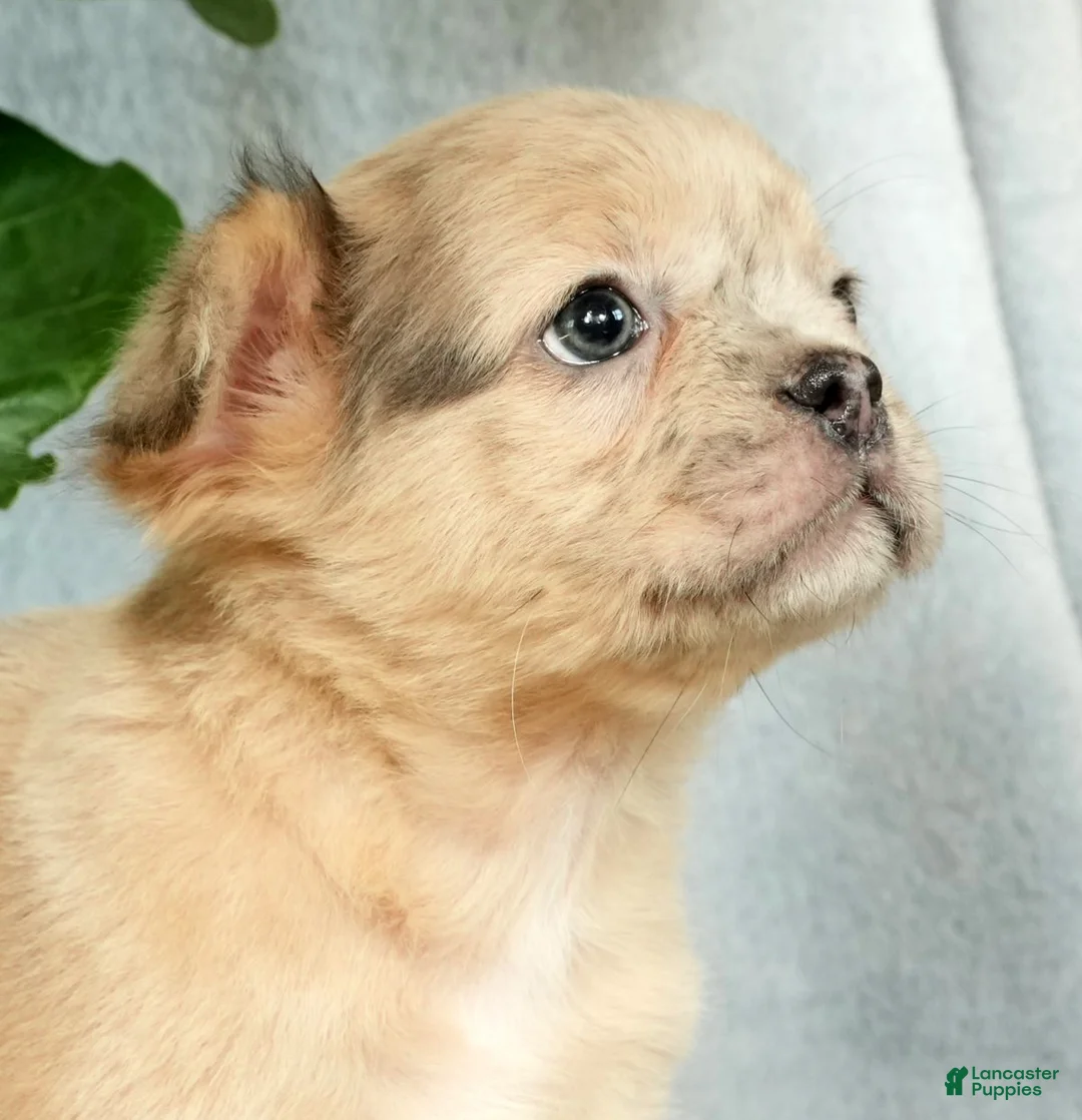 French Bulldog dogs for sale: Avril - Ad 13