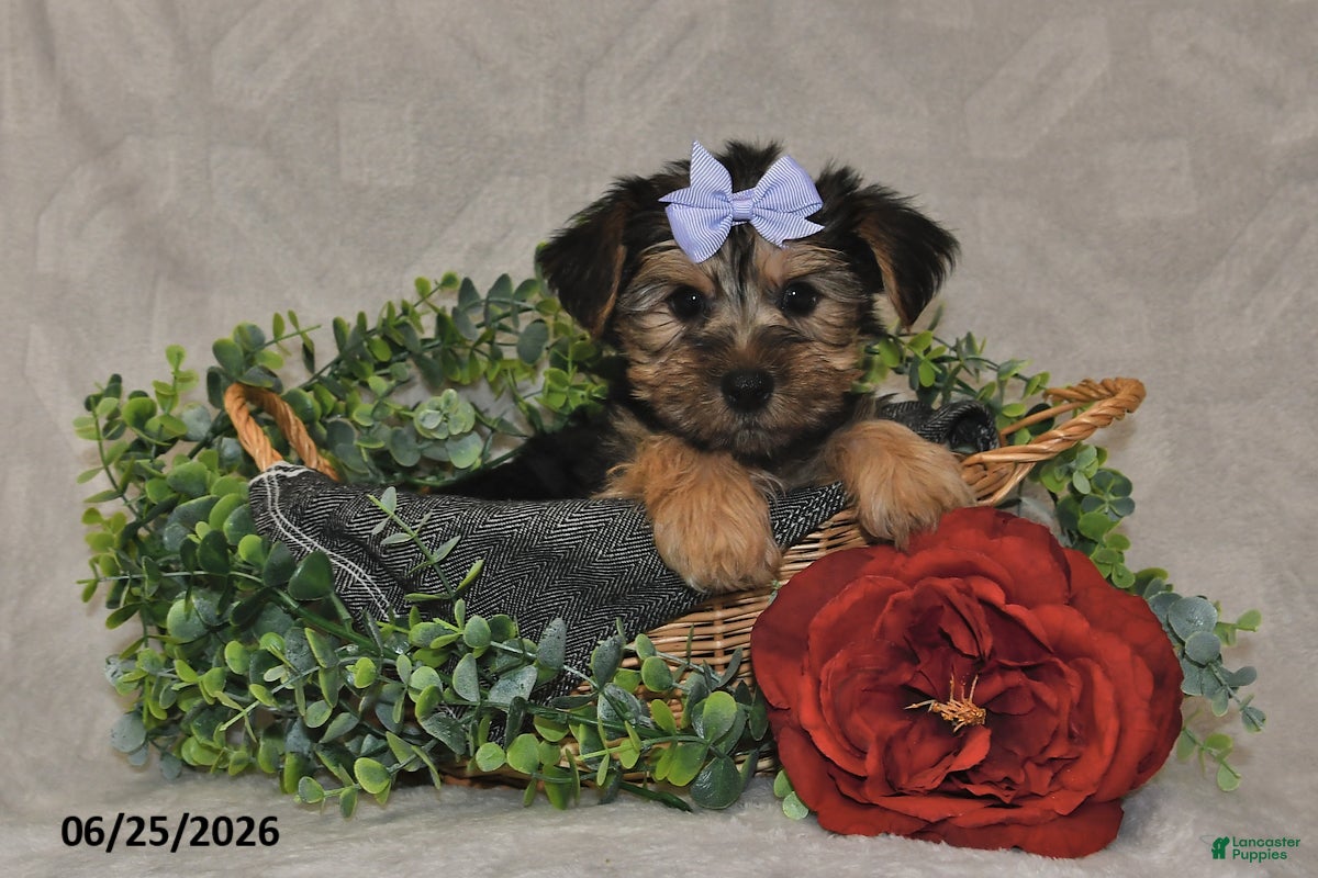 Yorkshire Terrier dogs Captian - Ad 2