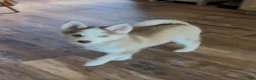 Pomsky dogs for sale: Roxie - Ad 4