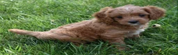 Cavapoo dogs for sale: Lily - Ad 8