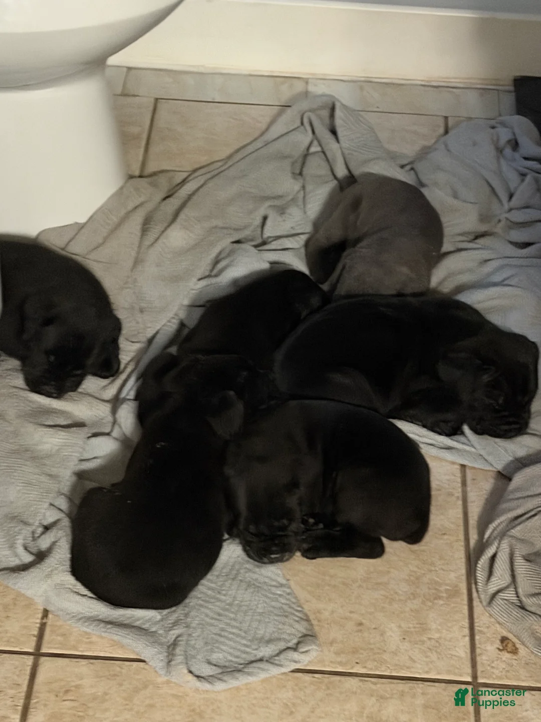 Cane Corso dogs for sale: Cane Corso 6 - Ad 2