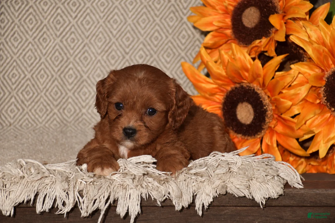 Cavapoo dogs for sale: Arlene - Ad 1