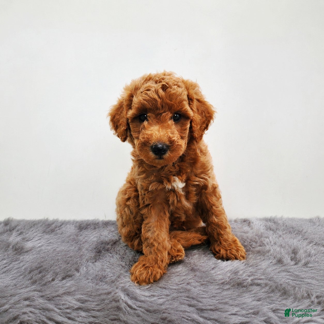 Mini Goldendoodle dogs Benny - Ad 1