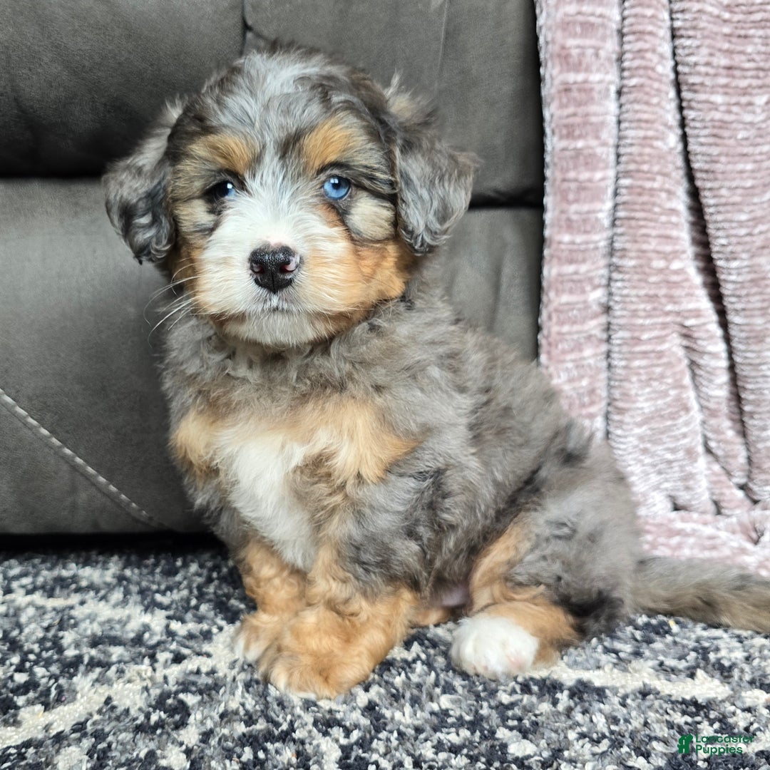 Mini Bernedoodle dogs for sale: Mini Watts - Ad 22