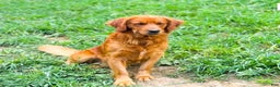 Golden Retriever dogs for sale: Donner - Ad 7