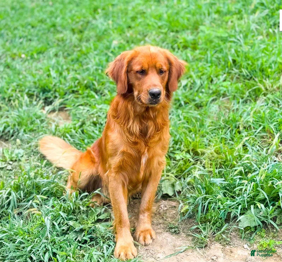 Golden Retriever dogs for sale: Donner - Ad 7