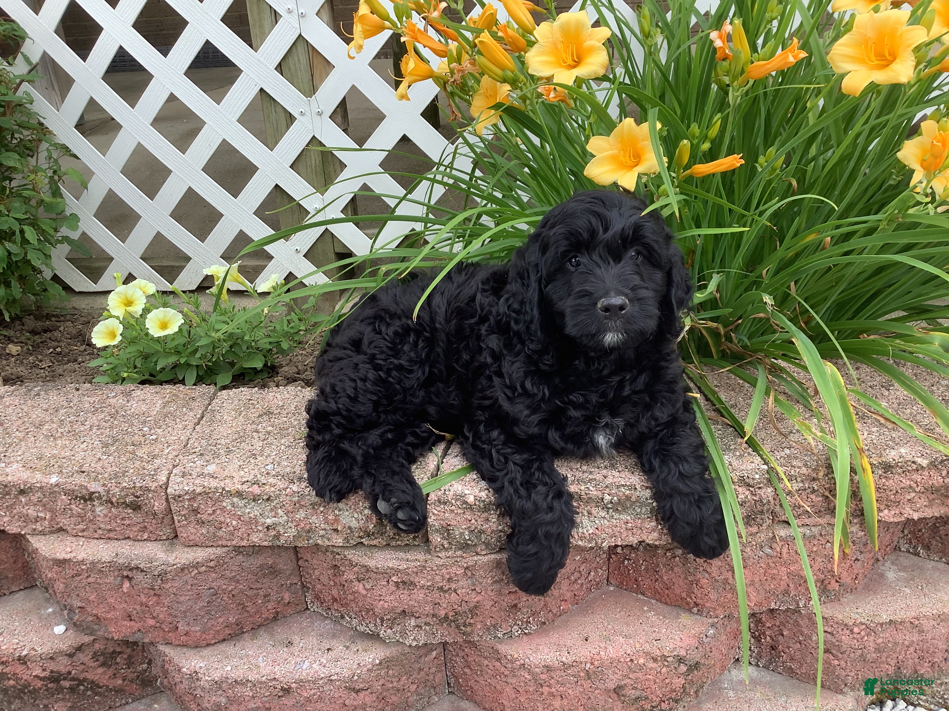 Mini Goldendoodle dogs Bentley - Ad 2