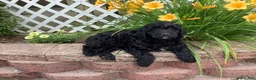 Mini Goldendoodle dogs for sale: Bentley - Ad 2