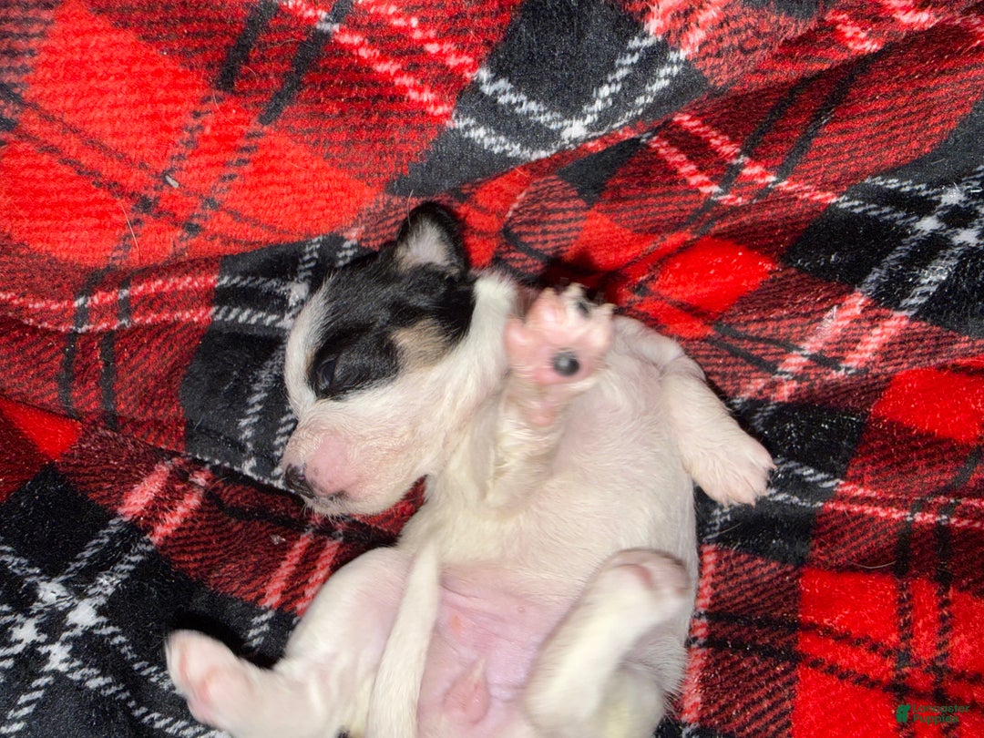 Mixed Breed dogs for sale: Princess  - Ad 1