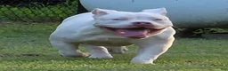American Bully dogs for sale: American Bully 1 - Ad 8