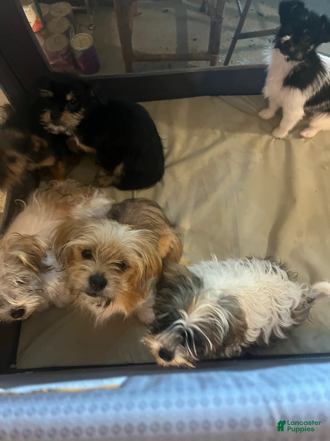 Shorkie dogs for sale: Shorkie Puppy 5 - Ad 8