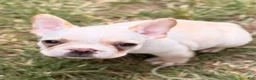 French Bulldog dogs for sale: Cooper Puppy 3 - Ad 3
