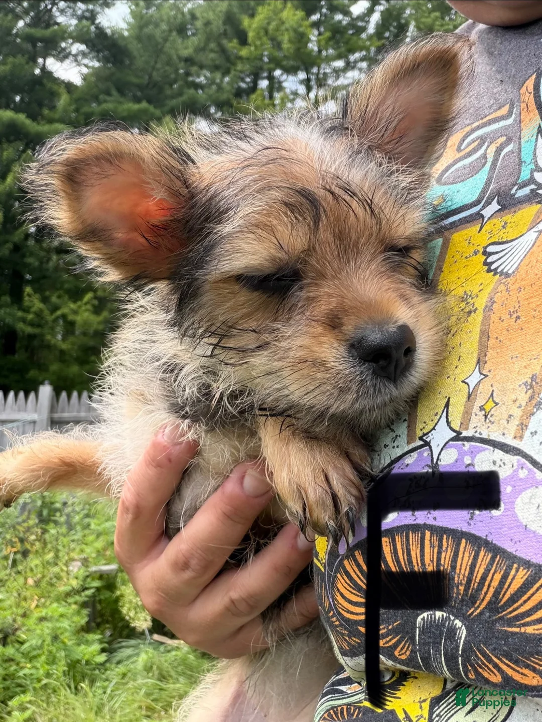 Chorkie dogs for sale: Chorkie 7 - Ad 1