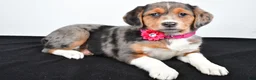 Mixed Breed dogs for sale: Tabbi - Ad 1