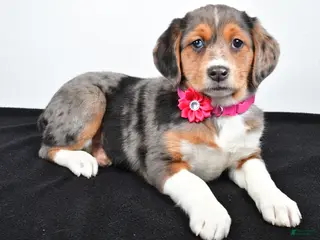 Mixed Breed dogs Tabbi - Ad 35