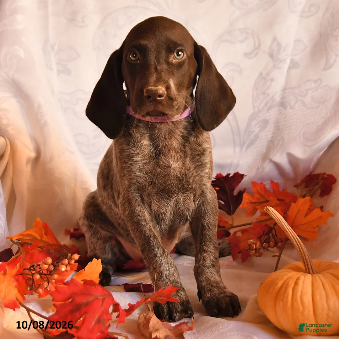 German Shorthaired Pointer dogs for sale: April - Ad 3