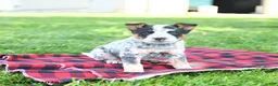 Australian Cattle Dog dogs for sale: Rodeo - Ad 1