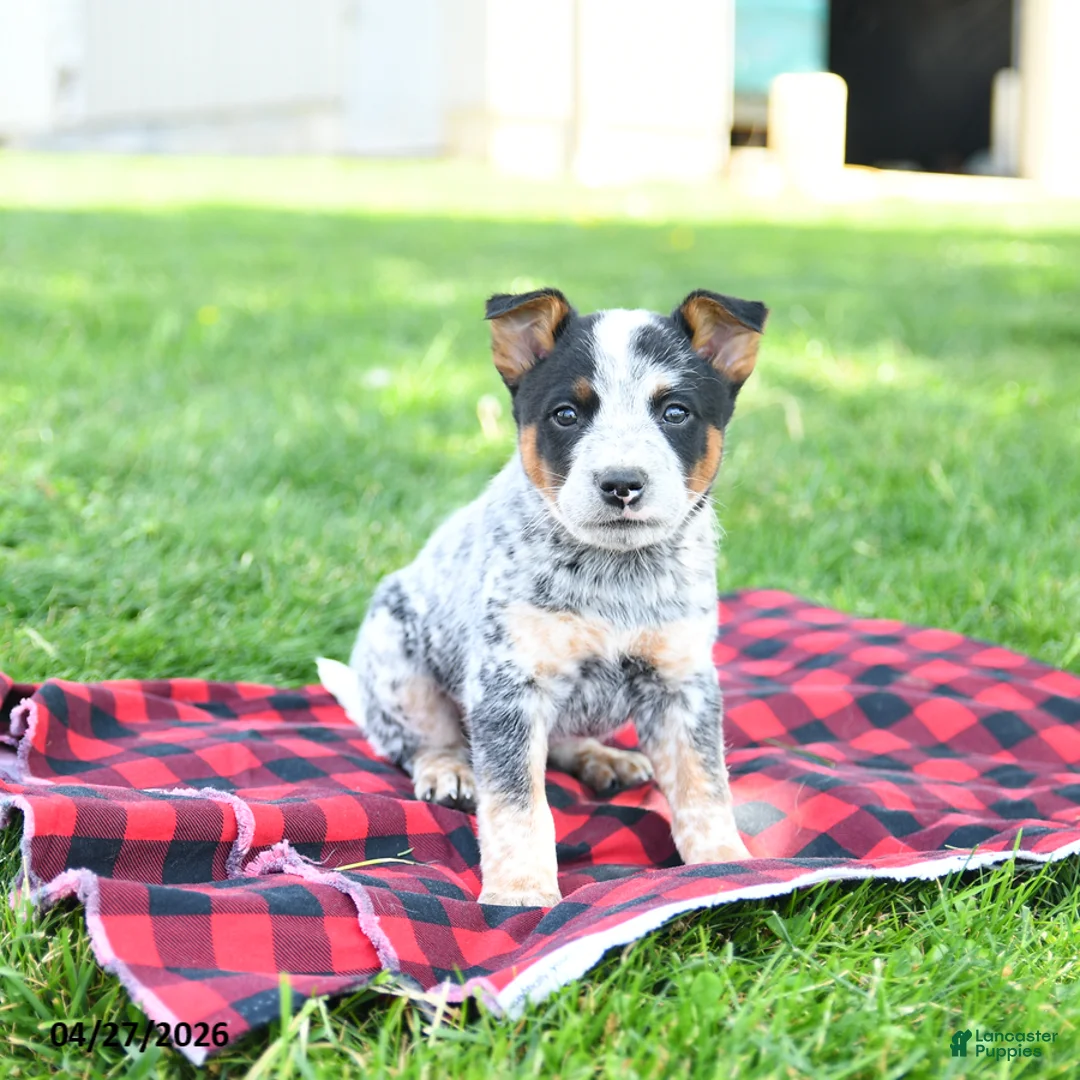 Australian Cattle Dog dogs for sale: Rodeo - Ad 1