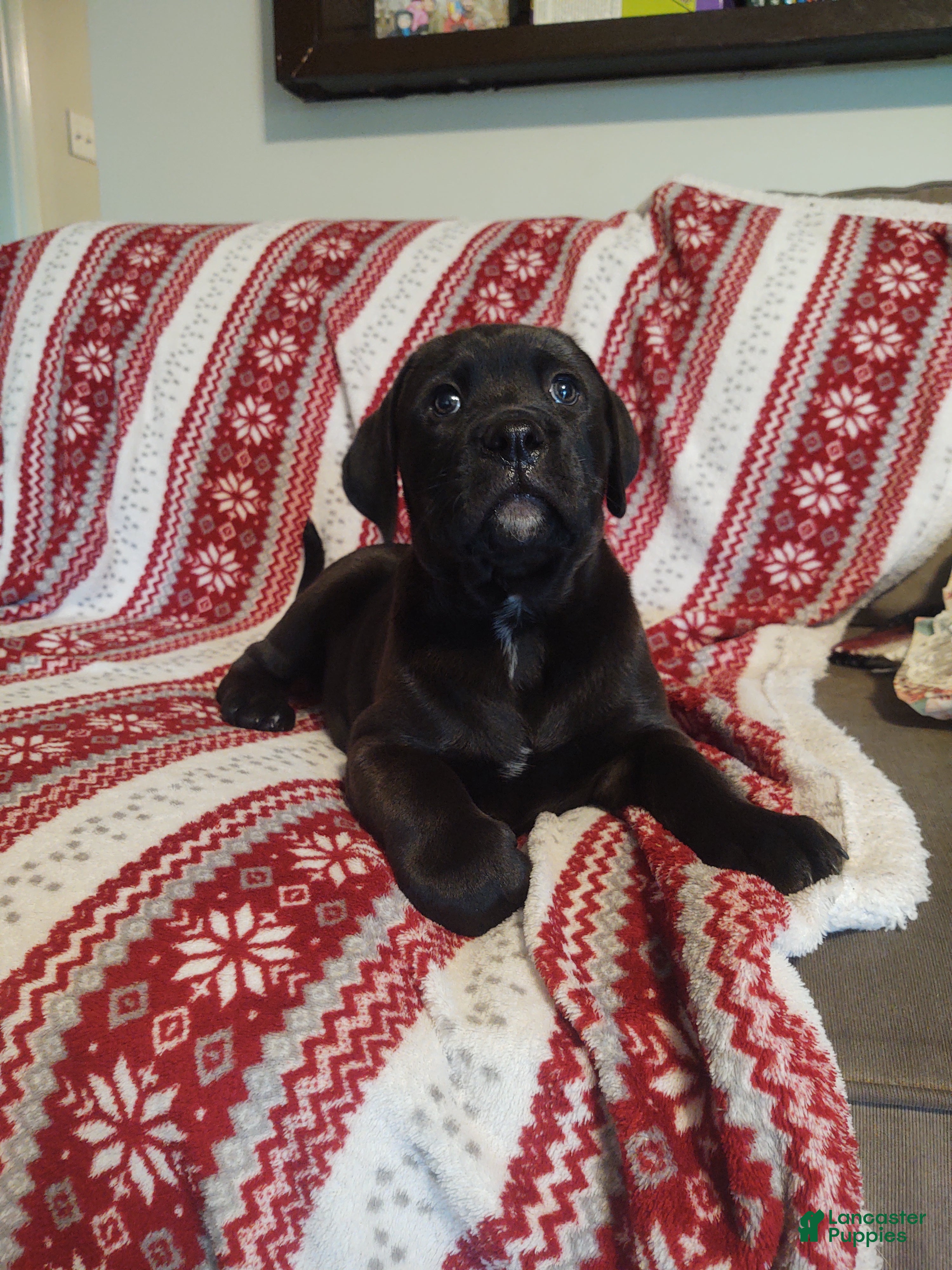 Mixed Breed dogs Buttercup - Ad 7
