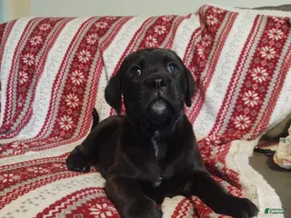Mixed Breed dogs Buttercup - Ad 7