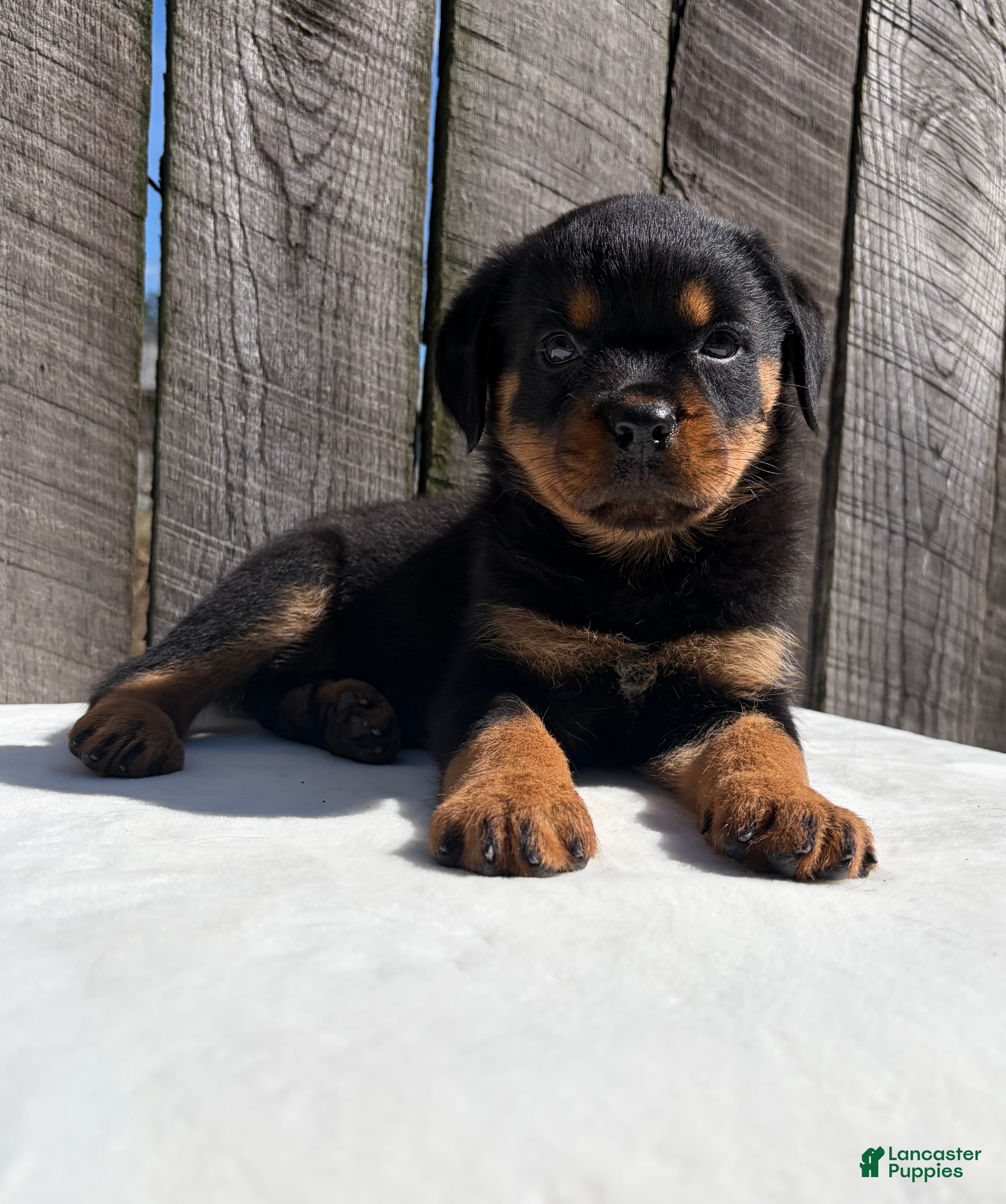Rottweiler dogs Grace - Ad 1