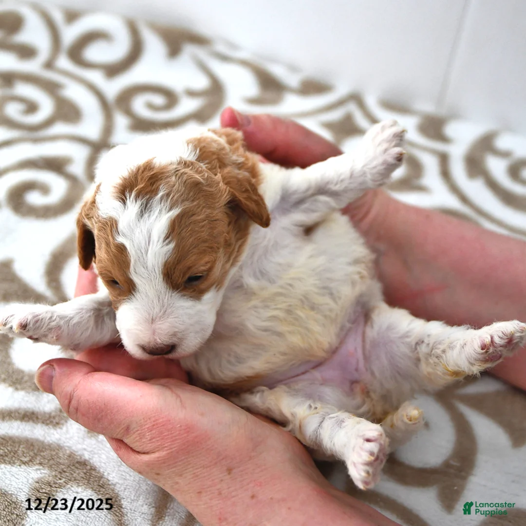 Mini Goldendoodle dogs for sale: Olivia - Ad 14