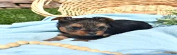 Yorkshire Terrier dogs for sale: Pretzel - Ad 4