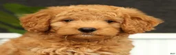 Mini Goldendoodle dogs for sale: Sunny - Ad 9