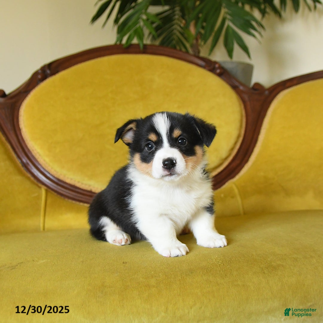 Welsh Corgi Pembroke dogs for sale: Prince    - Ad 9