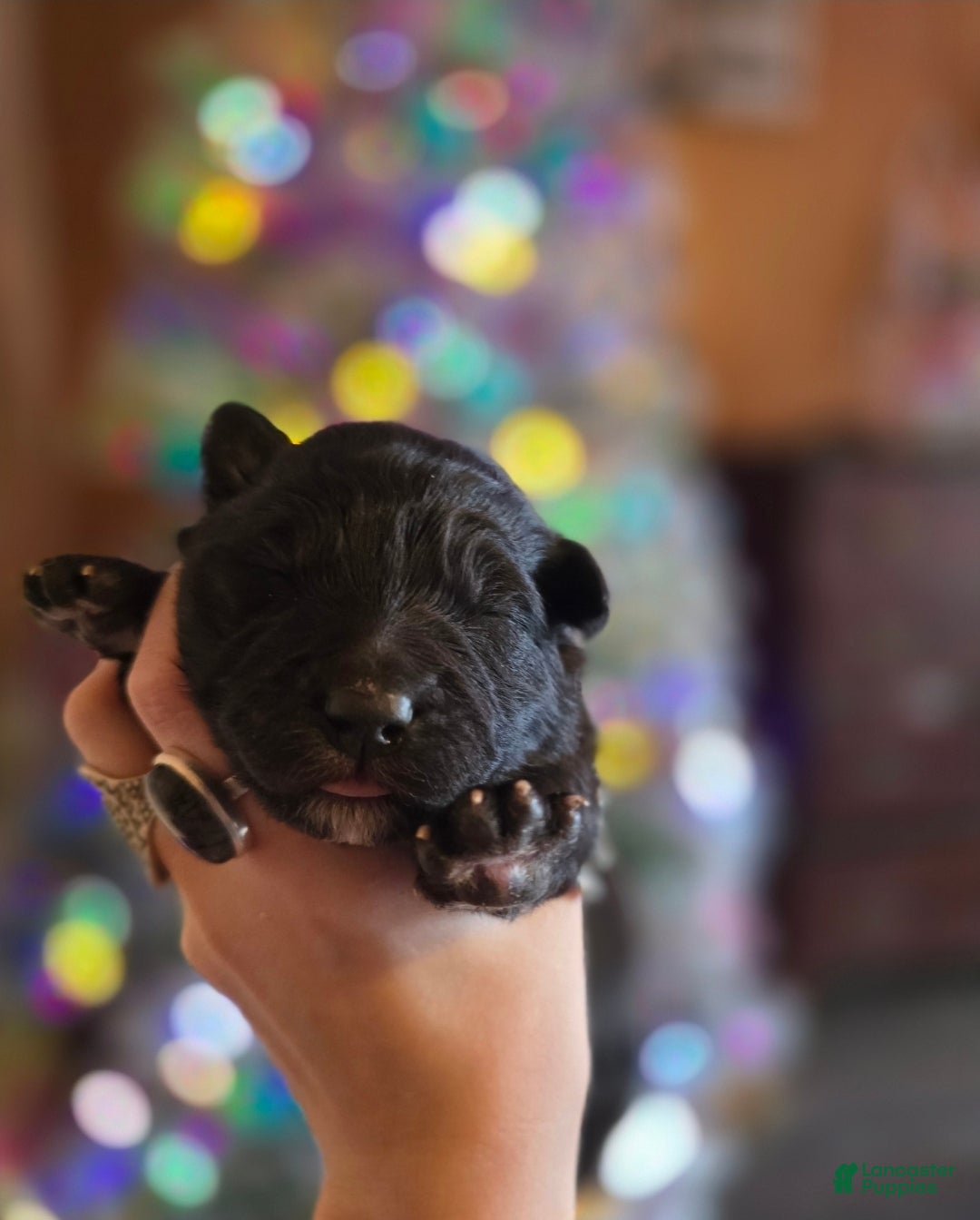 Mixed Breed dogs Stardust - Ad 3