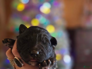 Mixed Breed dogs Stardust - Ad 3