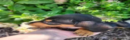 Miniature Dachshund dogs for sale: Zella - Ad 9