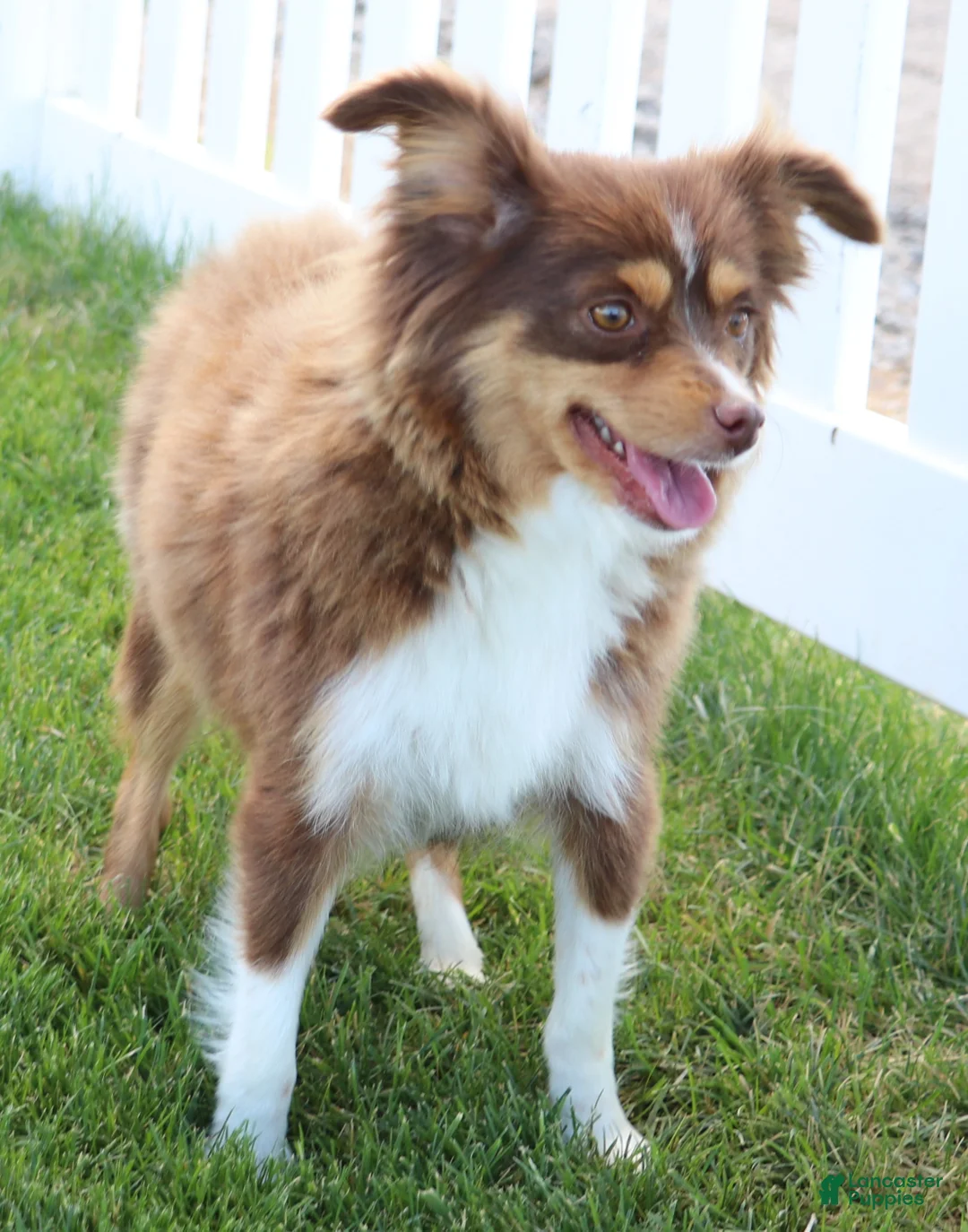Toy Australian Shepherd dogs for sale: Dahlia smallest of the litter - Ad 2