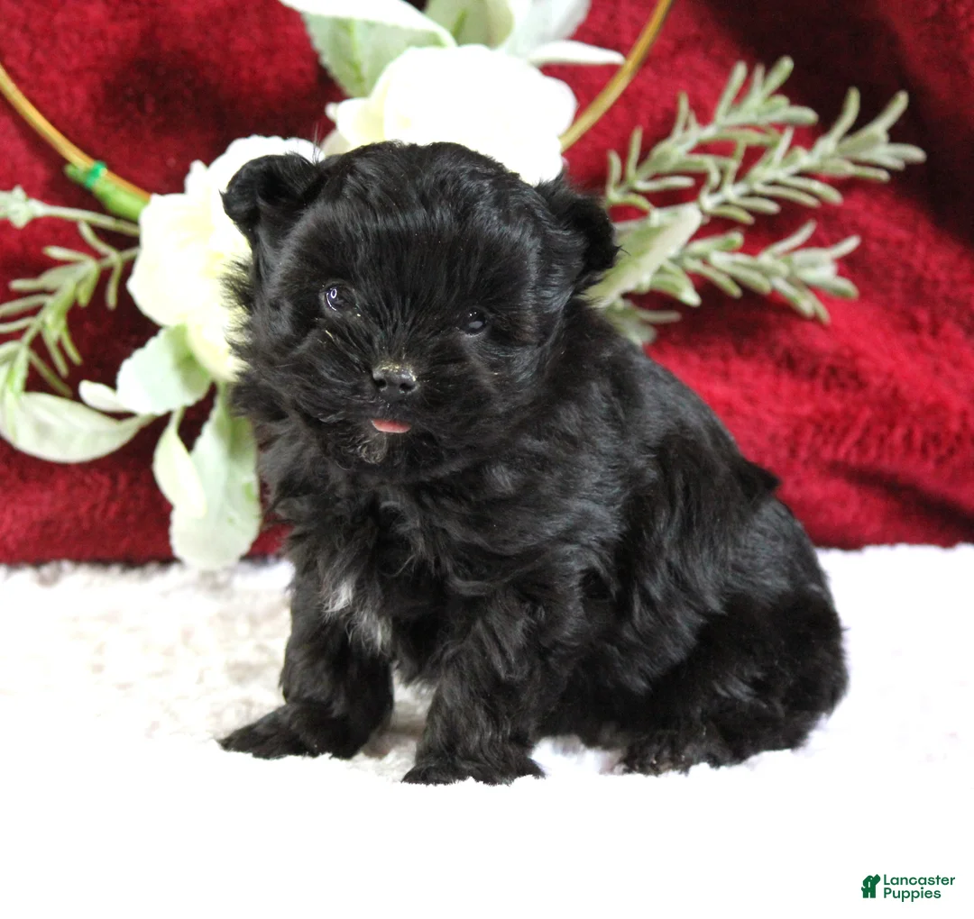 Yorkiepoo dogs for sale: Baxtor - Ad 5