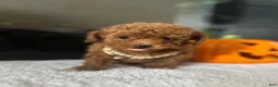 Toy Poodle dogs for sale: Sandy  - Ad 11