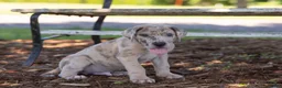 Great Dane dogs for sale: Archer - Ad 1