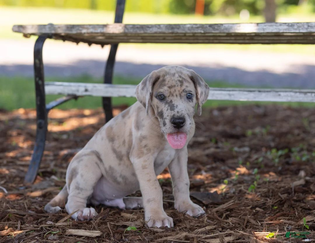 Great Dane dogs for sale: Archer - Ad 1