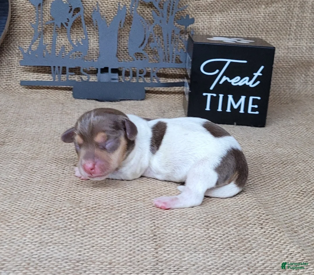 Miniature Dachshund dogs for sale: Chloe AKC *Delivery available* - Ad 2