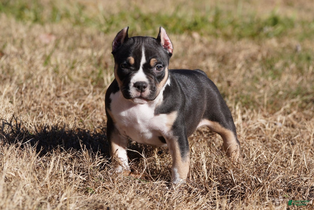 American Bully dogs for sale: American Bully Puppy 1 - Black and Tan - Ad 2