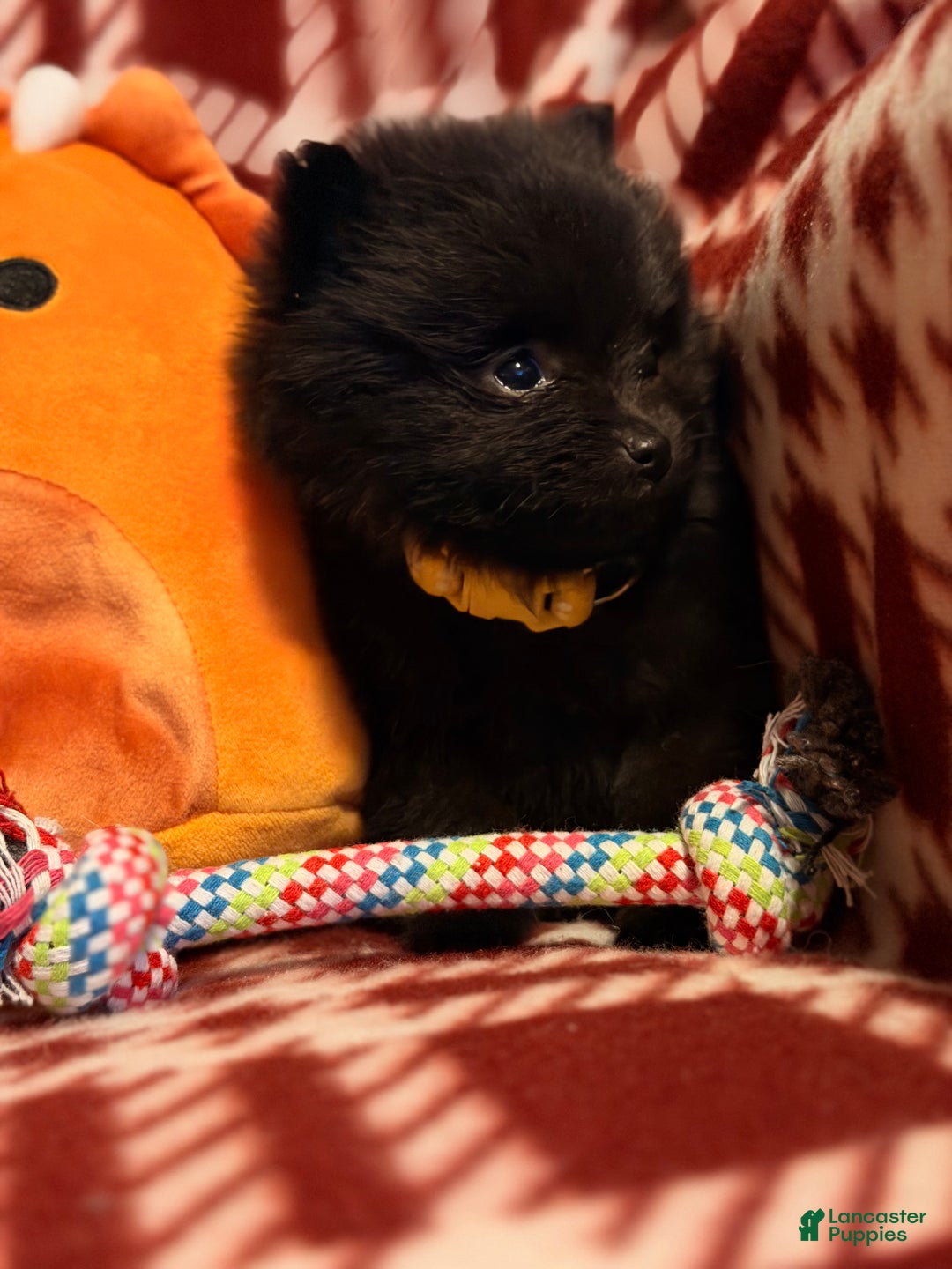 Pomeranian dogs for sale: Nanners - Ad 5