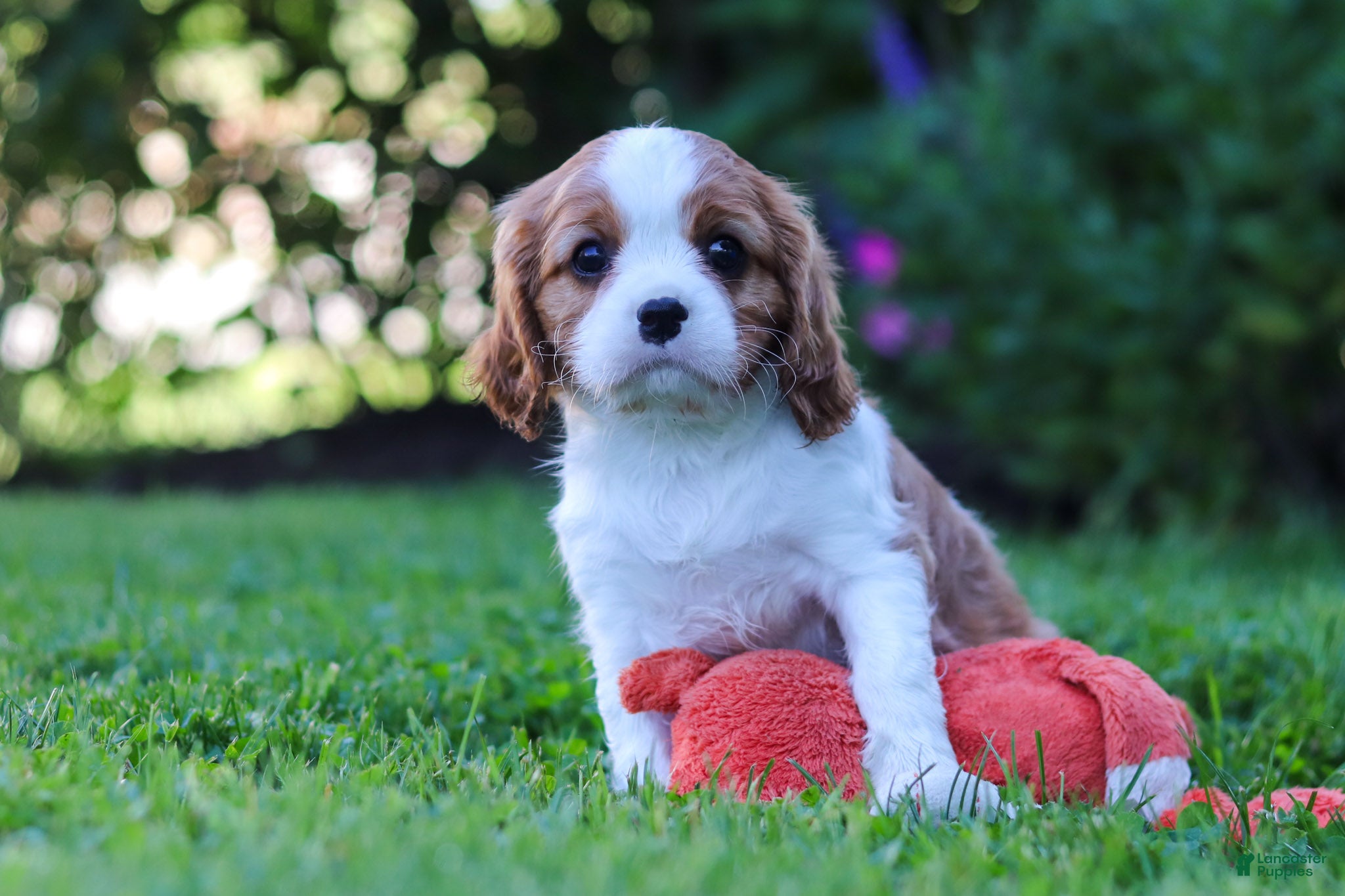 Cavalier King Charles Spaniel dogs for sale: Isabella - Ad 4