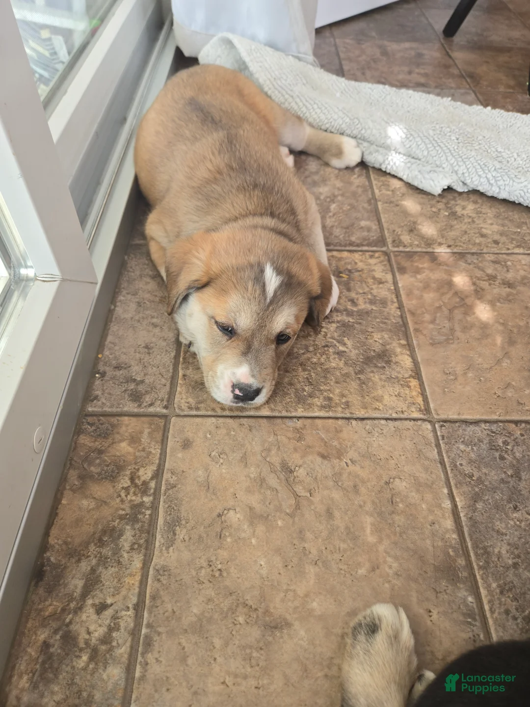 Mixed Breed dogs for sale: Juliette - Ad 2