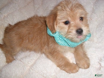 Shorkie dogs Shorkie 1 - Ad 1