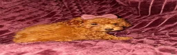 Toy Poodle dogs for sale: Gus - ACA Potty Trained Poodle  - Ad 11