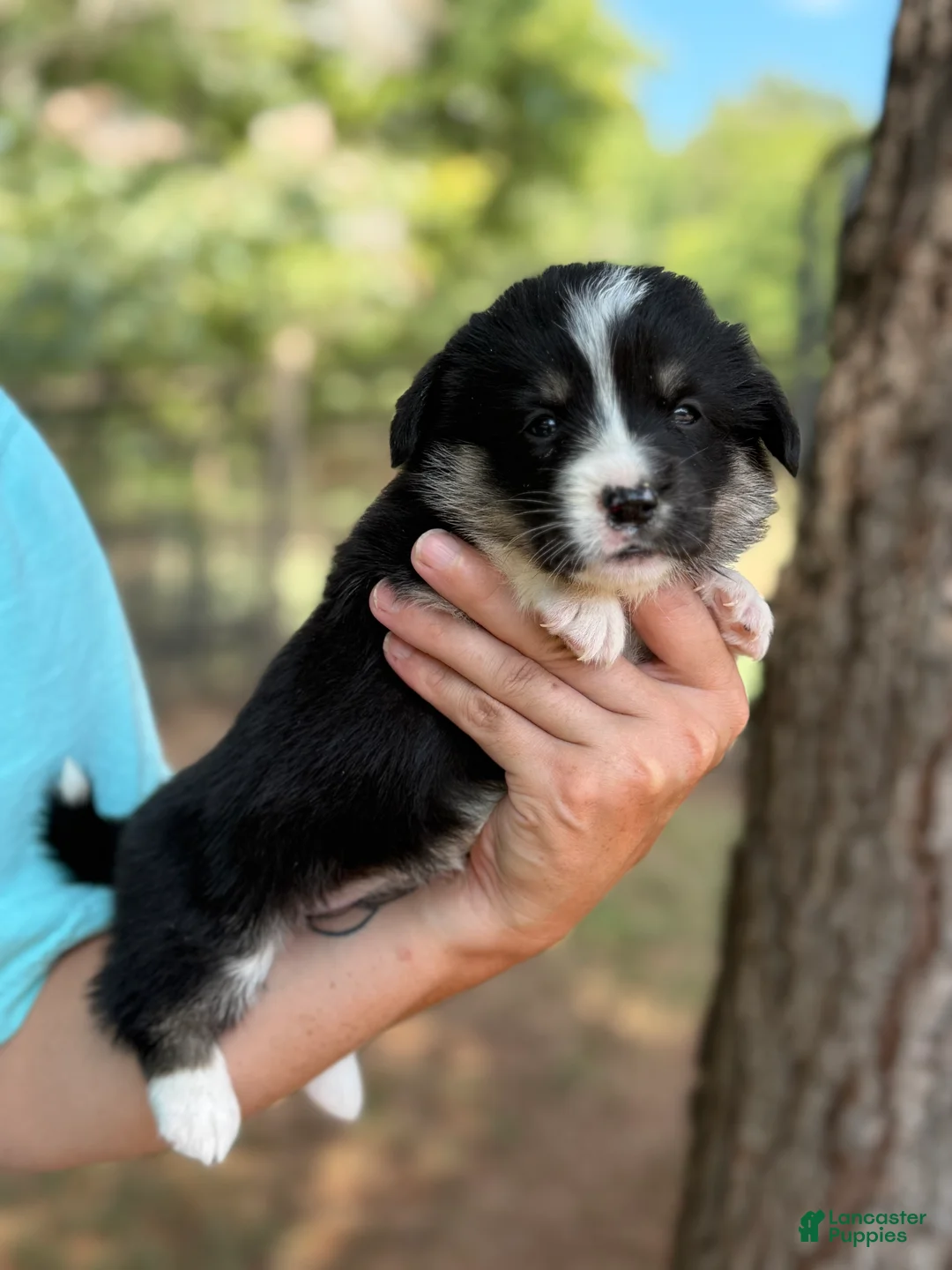 Mixed Breed dogs for sale: Black Full tail - Ad 2